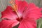 Upclose shot of a pink hibiscus flower in bloom