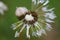 Upclose view of a Dandelion Head in Summer