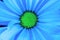 An upclose view of light blue colored daisy