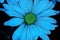 An upclose view of light blue colored daisy