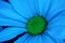 An upclose view of light blue colored daisy