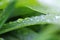 Upclose View of Morning Dew on a Green Plant