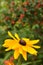 Upclose view of Single Yellow Daisy on Green Background