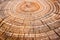 upclose view of tree rings on stump