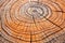 upclose view of tree rings on stump