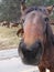 Upclose visit from wild horse friends