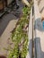 Upcycled plastic bottles to balcony plants