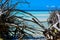 Upended driftwood trees, Gold Rock Beach, Bahamas