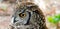 Upfront photo of head of Cape Eagle Owl