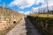 Uphill Cobblestone Path Vineyard Blue Sky Park Outdoors Walking