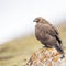 Upland buzzard closeup