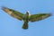 Upland buzzard in flight