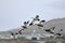 Upland Geese and Falklands