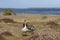 Upland Geese on Sea Lion Island