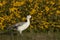 Upland Goose (Chloephaga picta leucoptera)