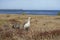 Upland Goose with goslings