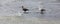 Upland goose or Magellan Goose Chloephaga picta