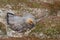 Upland Goose on a Nest - Falkland Islands
