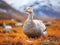 Upland Goose in Patagonia