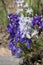 Upland Larkspur