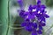 Upland Larkspur flowers. Delphinium nuttallianum.