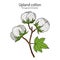 Upland or Mexican cotton Gossypium hirsutum
