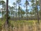 Upland Pine Habitat of Chesser Island, Okefenokee Swamp National Wildlife Refuge, Georgia