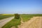 Upland road with wheat and canola