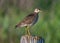 Upland Sandpiper