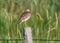 Upland Sandpiper