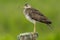 Upland Sandpiper - Bartramia longicauda