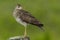 Upland Sandpiper - Bartramia longicauda