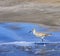 Upland Sandpiper (Bartramia longicauda) Wades in the Ocean