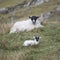 Upland sheep with her lamb near Dun Carloway, Isle of Lewis