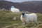 Upland sheep near Dun Carloway, Isle of Lewis