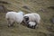 Upland sheep near Dun Carloway, Isle of Lewis