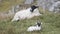 Upland sheep near Dun Carloway, Isle of Lewis