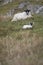 Upland sheep near Dun Carloway, Isle of Lewis