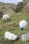 Upland sheep near Dun Carloway, Isle of Lewis