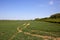 Upland wheat field and scenery