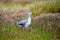 Upland wild goose or Magellan goose in summer  grass of Falkland Islands