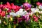 Uplifting colorful Cosmos flowers under the cheerful sunlight. Popular decorative plant for landscaping of public and private recr