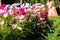 Uplifting colorful Cosmos flowers under the cheerful sunlight. Popular decorative plant for landscaping of public and private recr