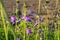 Uplifting piece of summer countryside. Modest flowers of a spreading bellflower Campanula patula under sunlight.