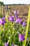 Uplifting piece of summer countryside. Modest flowers of a spreading bellflower Campanula patula under sunlight.