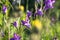 Uplifting piece of summer countryside. Modest flowers of a spreading bellflower Campanula patula under sunlight.