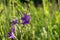 Uplifting piece of summer countryside. Modest flowers of a spreading bellflower Campanula patula under sunlight.