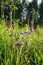 Uplifting piece of summer countryside. Modest flowers of a spreading bellflower Campanula patula under sunlight.