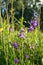 Uplifting piece of summer countryside. Modest flowers of a spreading bellflower Campanula patula under sunlight.