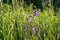 Uplifting piece of summer countryside. Modest flowers of a spreading bellflower Campanula patula under sunlight.